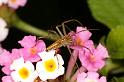 Oxyopes_quadrifasciatus_D7745_Z_88_North Stradbroke island_Australie